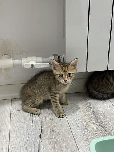 darling it yemi: Tabbi, Yaxşı əllərə — 5