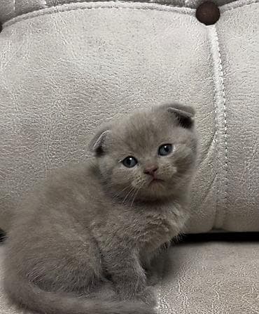 Şotland yastı qulaq