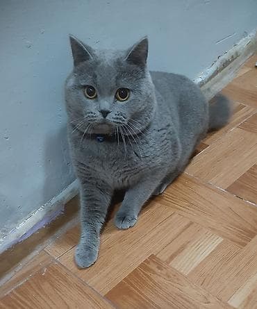 böyüməyən pişiklər: Britan — 2