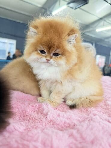 Gəmiricilər: Fars, Erkək, Dişi — 10