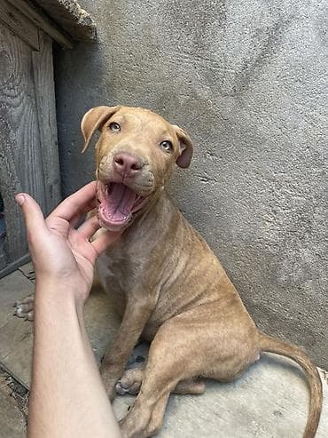 Pitbul, 2 ay, Dişi, Peyvəndli, Ödənişli çatdırılma lalafo.az -da Pitbul, 2 ay, Dişi, Peyvəndli, Ödənişli çatdırılma
