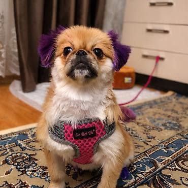 Pekines, 6 ay, Dişi, Peyvəndli, Ünvandan götürmə lalafo.az -da Pekines, 6 ay, Dişi, Peyvəndli, Ünvandan götürmə