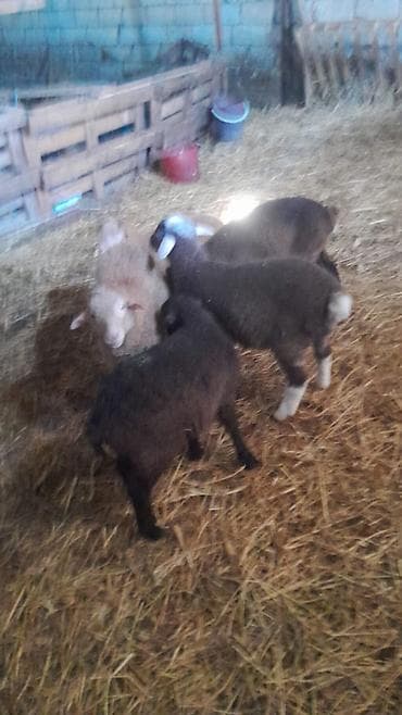 ucuz quzu: Qoyun-quzu sürüsü - Növlər: qaragül/yerli qarışıq quzular və ana — 2