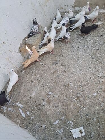 Gəmiricilər: Salam. goyercinler kom 6 manat tek tek 8 manat. goyercinle Bakının — 8