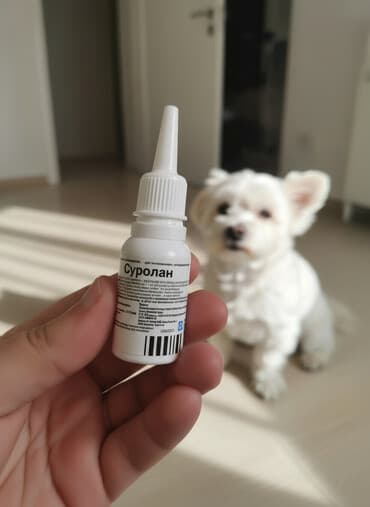 pişik geyimi: Məhsul: Surolan – heyvanlar üçün qulaq damcısı Təsviri: - İt və — 1