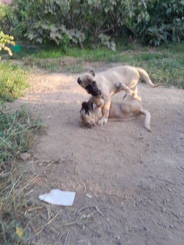 bala afcarka: Kanqal, Peyvəndli — 2