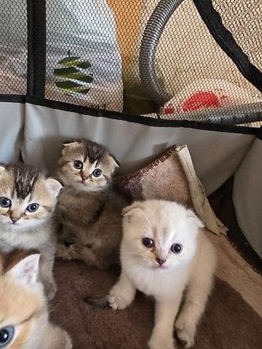 pişiklərin cütləşməsi: Şirin pişik balaları - Cins: Scottish Fold/Scottish Straight tipli — 4