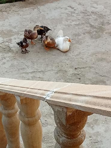 Heyvanlar: Satış: ördəklər - Növlər: müxtəlif cinslər (ağ Pekin tipli, rəngli — 4