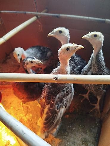 hinduşka satılır: 1ayliq hunduwqa 2si erkey 3diwi — 4