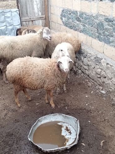 qoyun sortları: Qoyunlar – yerli Salam şəkildə gördüyünüz qoyunlar cəm şəkildə — 6