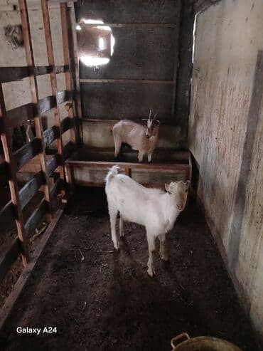 sort keciler: Qoyun-quzu deyil, saf keçi sürüsü təqdim olunur. - Növ: Yerli — 3