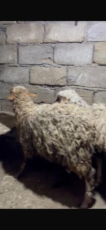 yastı qulaq: 6 aylq quzular erkek disi biri 250Ağ-qəhvəyi rəngli yunlu qoyun — 4