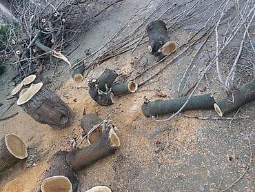 Баки: Odasoba üçün doğranmış odun
pulsuz verilir yalnız hamısıni aparana — 1