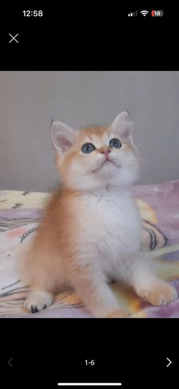 pişiy cinsləri: Şotland yastı qulaq — 1