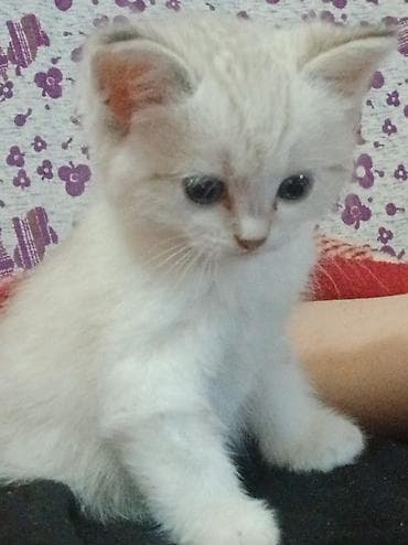 pişik yuvası: Yaxşı əllərə — 1