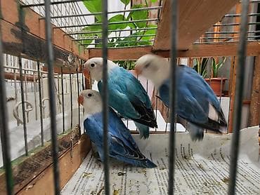 ev quslari: Salam yeni dənə düşən Fişler balalar satılır.3 aylıqılar. Türkyədən — 3