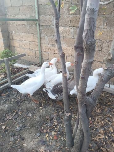 liqorin toyuq: Qaz sürüsü satılır - Fotoşəkillərdə görünən ağ və bir ədəd boz-qara — 2