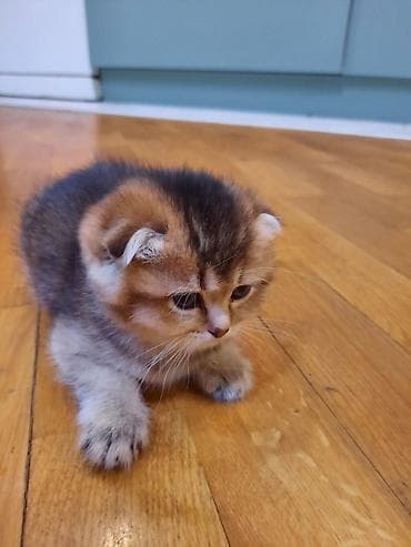 pişik satisi 2019: Şotland yastı qulaq, Dişi, Ünvandan götürmə — 2