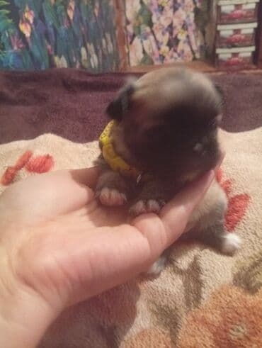 маленькие собаки в баку: Пекинес, 1 месяц, Самка, Самовывоз — 2