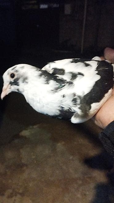 goyərcin yuvaları: Ağ-qara rəngli ev göyərçini yaxşı ucuşu olan ağlar kimsə varsa atsın — 1