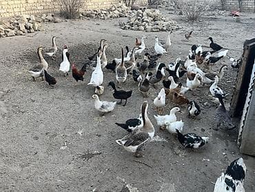 Heyvanlar üçün mallar: Salam şekilde gördyüvüz heyvanlardan toyuğlar qazlar birde ağ ördeyler — 4