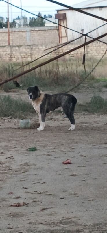 собака отдам в хорошие руки: Гурдбасар, 2 года, Самец, С прививками, Платная доставка — 2