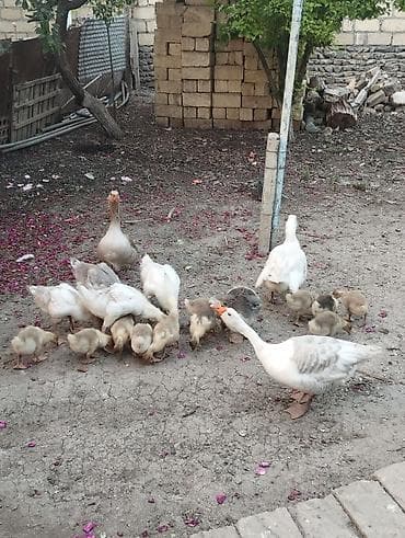toyuq yolan aparat satilir: Dişi, Damazlıq — 1