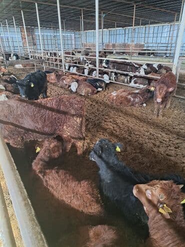 Satlıq iribuynuzlu heyvanlar – qarışıqlı dana və buzovlar - Cinslər