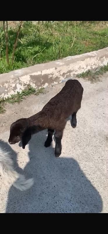 Qara quzu - Cins: Qoyun/quzu (tam qara rəngli) - Xüsusiyyətlər