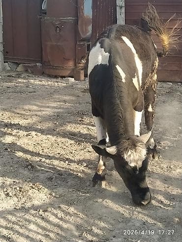 diwi dana: Qara-ağ rəngli dana/buzağı - Cinsi: erkək - Rəng: kürək və gövdədə — 5