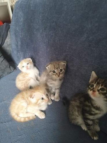 afkalka iti kim satır: Yaxşı əllərə — 2