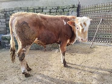 simental inək: Simental tipli dana - Cins: Simental tipli, ətlik istiqamət - Rəng — 10