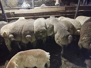 mal qoyun: Əmlik quzu . tərəzi ilə 9.50 . Reyal alıcı narahat etsin boş bekar — 7