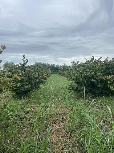 ismayıllı ev satılır: 3 otaqlı, 100 kv. m, Yeni təmirli — 9