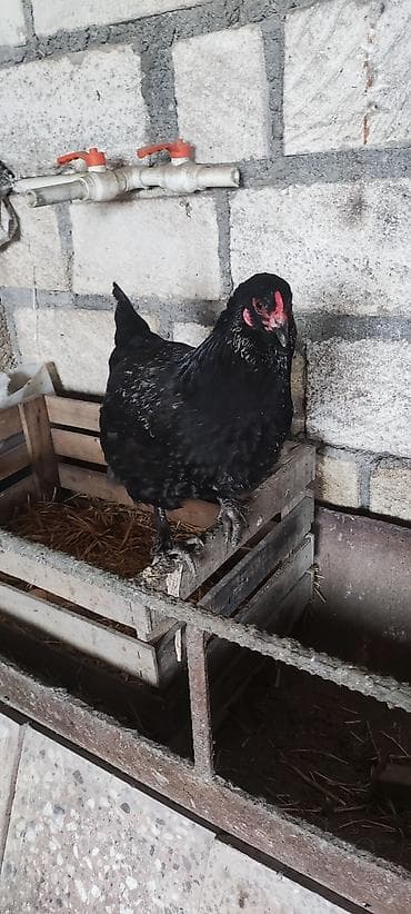 samdanlar ve saat: Americauna və koçin toyuqlarının qarışığı. Göründüyü kimi göy — 6