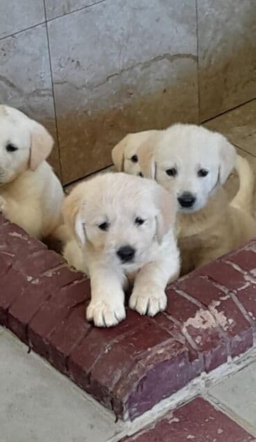 pitbul balası: Retriever — 1