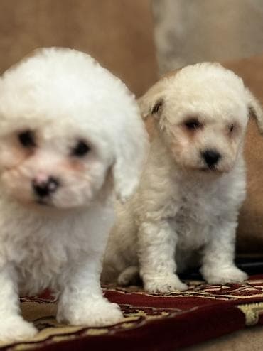 cixuaxua iti: Bişon Frize — 3