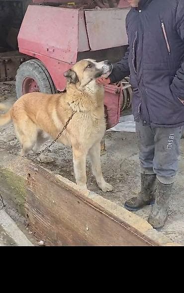 it adlari qiz: 1 il, Erkek, Peyvəndli — 7