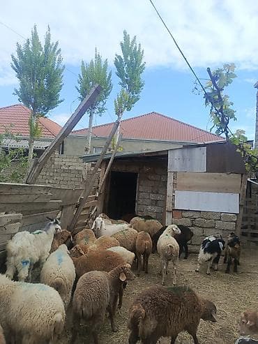 cins heyvanlar: Kök erkəy quzular Qurbanlığa yarayır — 3