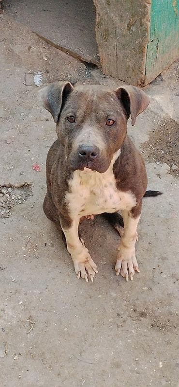 i̇t kanqal: Pitbul, 2 il, Dişi, Ünvandan götürmə — 3