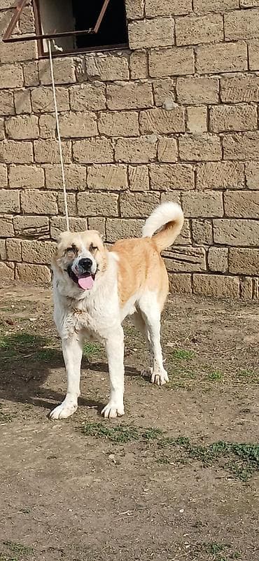 heyvan it: Qurdbasar, 2 il, Erkek, Peyvəndli — 2