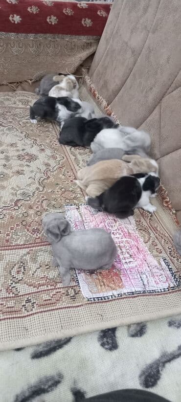 afçarka balası: Akor balası 10m — 12