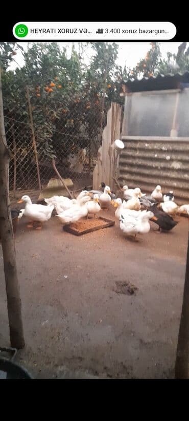 lal ordek yumurtası: ALLAH Hərkəsin Malına Bərəkət versin kənd şərayitində saxlanılmış — 5