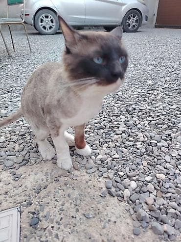 angora pişik: Siam, Erkək, Cütləşmə üçün, Ödənişli çatdırılma — 3