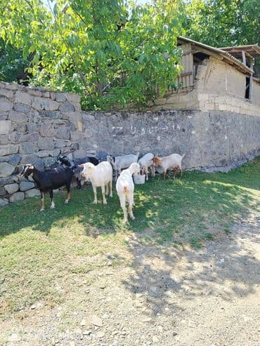 pişik bala: Salam 6 anasdir 6 anasdan 2 si balalidi qalanlari bogazz cavan — 2
