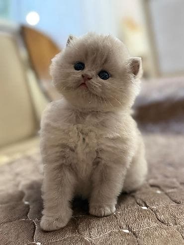 pişik pers: Британская вислоухая — 3