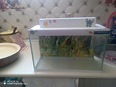 İtlər: Şüşə akvarium Mənzərəli fonu var qiymət sondur - Şəffaf şüşədən — 10