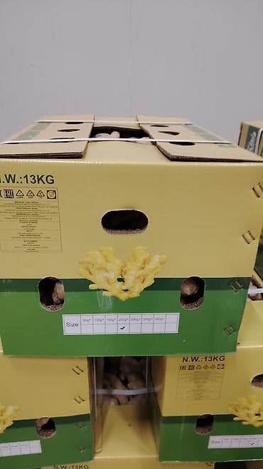 caylar: Oput qiymət.13 kq paket. Məhsul: Təzə zəncəfil kökü (fresh ginger) — 3
