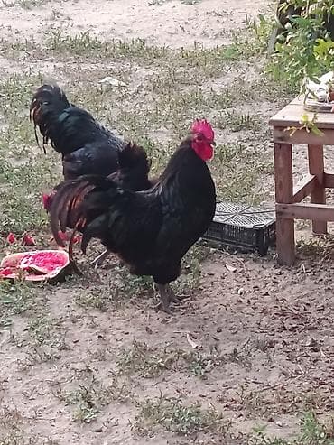 pitbull satisi: Satılır: Avstrolop - Rəng: parlaq qara lələk örtüyü, yaşıl-bənövşəyi — 2