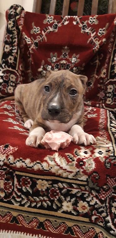 pitbul itler: Pitbul — 7